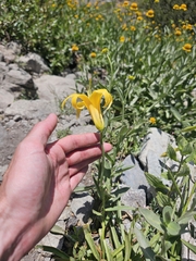 (c) average_plant_enjoyer, some rights reserved (CC BY) Lilium parryi, photograph (c) average_plant_enjoyer, some rights reserved (CC BY)