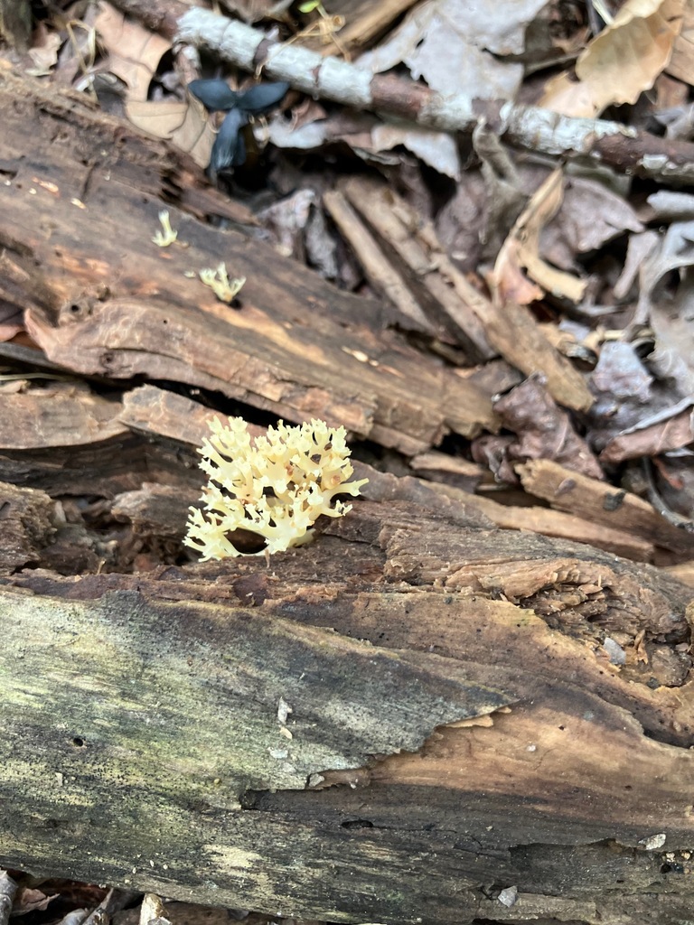 crown-tipped coral fungus · July 2026 · photo: Photo: (c) toad-wife, some rights reserved (CC BY) · iNaturalist