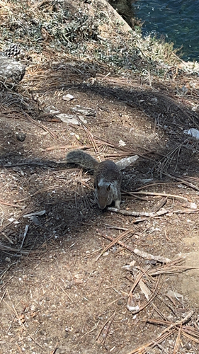 California Ground Squirrel observed by lk2881