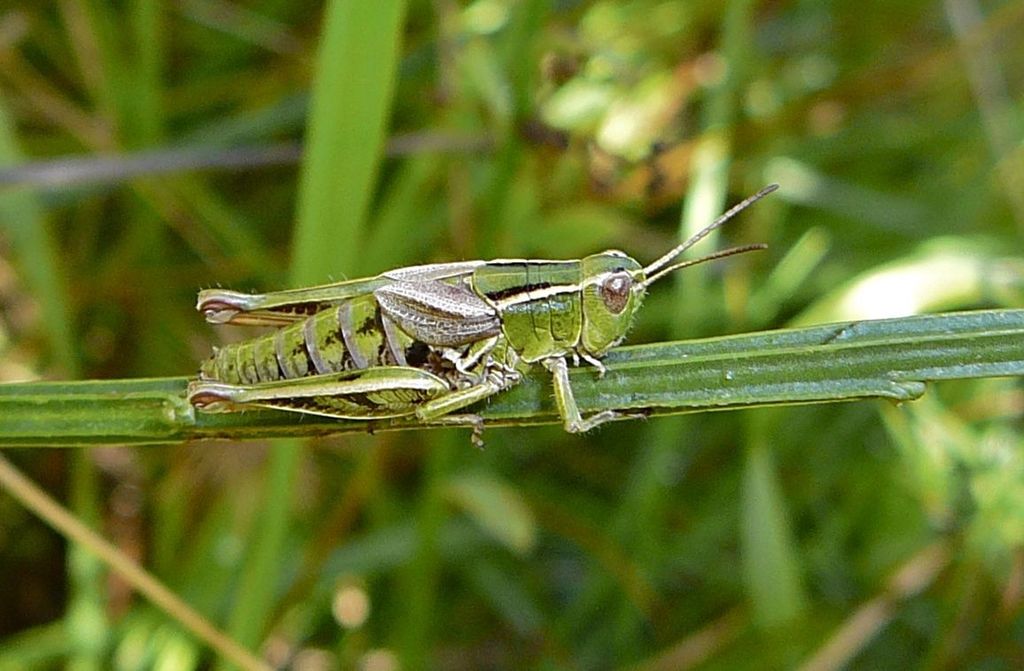 Phaulacridium