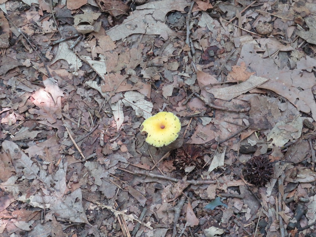 Amanita Sect. Caesareae · July 2026 · photo: Photo: (c) toad-wife, some rights reserved (CC BY) · iNaturalist