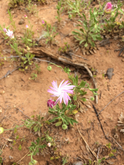 Aphanostephus skirrhobasis