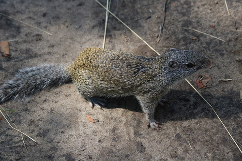 Franklin's Ground Squirrel observed by bobsquat