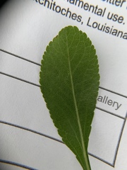 Crataegus brachyacantha