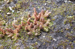 Phlegmariurus andinus