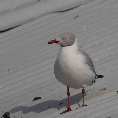 iNaturalist image