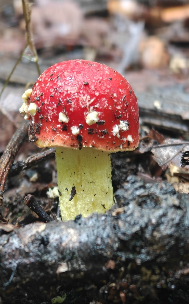 False Caesar's Mushroom · July 2026 · photo: Photo: (c) Mark Jones, some rights reserved (CC BY) · iNaturalist