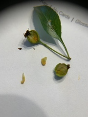 Crataegus brachyacantha