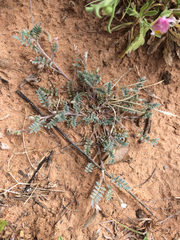 Astragalus nuttallianus austrinus