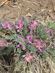 Astragalus shortianus