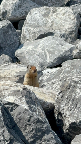 Columbian Ground Squirrel observed by jick
