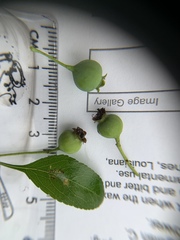 Crataegus brachyacantha