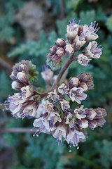 Phacelia arizonica