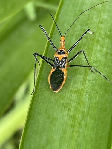 Milkweed Assassin Bug