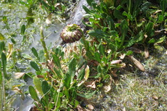 Senecio serratifolius