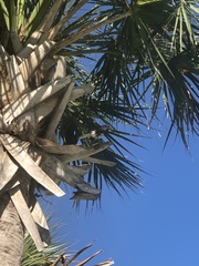 Mimus polyglottos image
