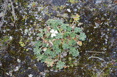 Geranium sessiliflorum
