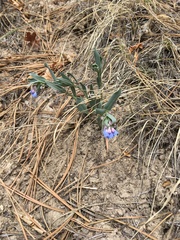 Mertensia lanceolata