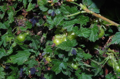 Ribes brachybotrys
