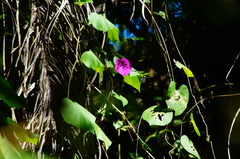 Ipomoea dumosa