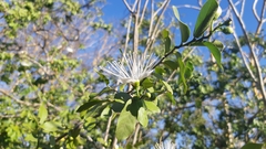 Cynophalla verrucosa