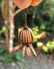 Eucryphia cordifolia