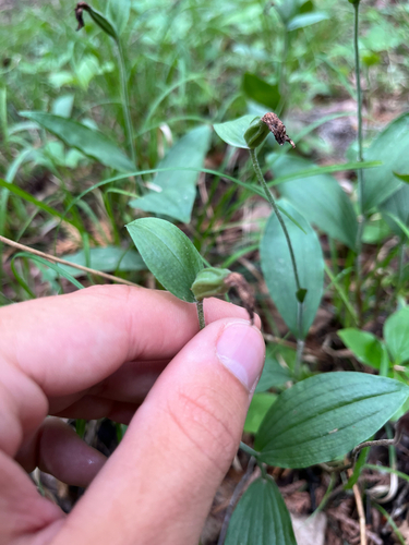Cypripedium arietinum observed 2026-07-15