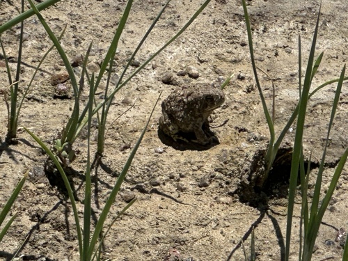 Woodhouse's Toad