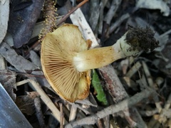 Pholiota conissans