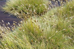 Deschampsia ovata
