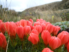 Gentianella rupicola
