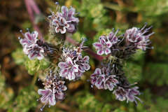 Phacelia arizonica