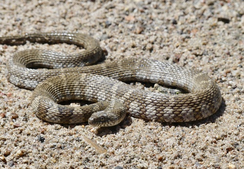 Common Watersnake
