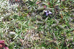 Lupinus microphyllus