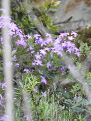 Linanthus californicus
