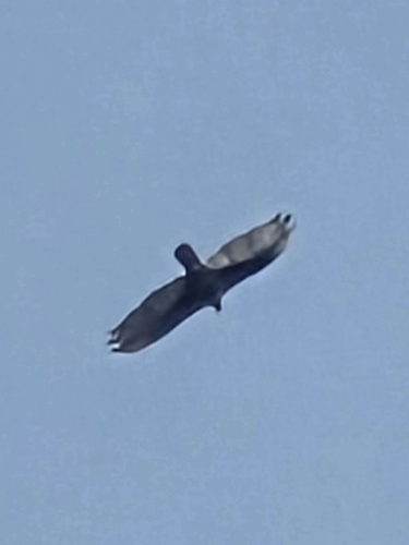 Turkey Vulture