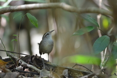 Uropsila leucogastra