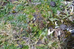 Myrosmodes paludosa