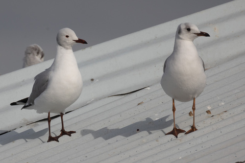 iNaturalist image