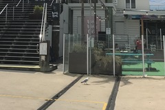 Chroicocephalus novaehollandiae