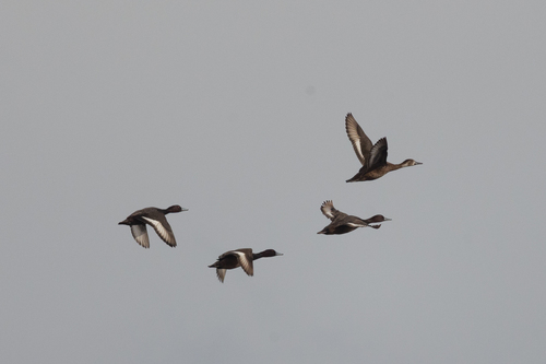 iNaturalist image