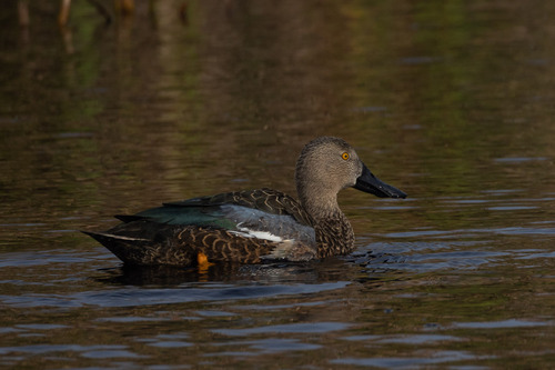 iNaturalist image