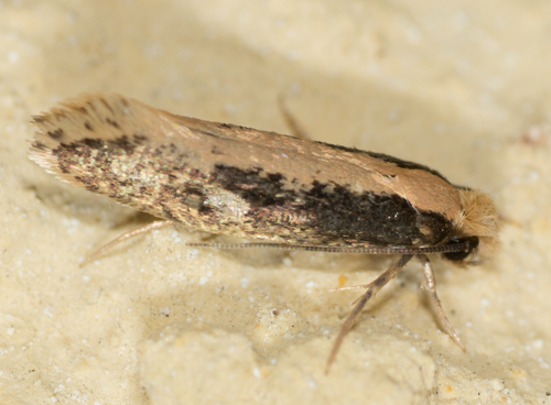 Tineidae