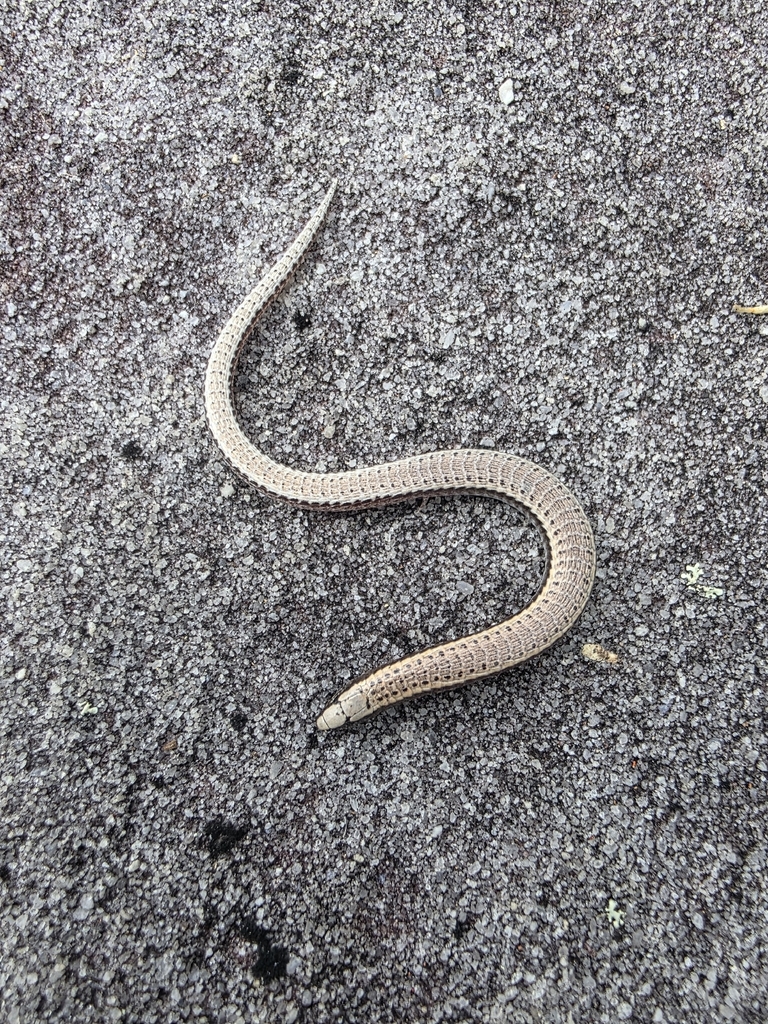 Scriptosaura catimbau