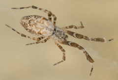 Uloborus diversus