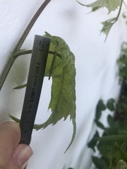 Chalcolestes viridis