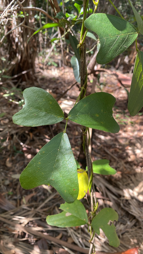 Vandasina retusa observed 2026-07-17