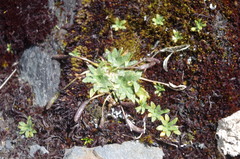 Brayopsis monimocalyx