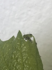 Chalcolestes viridis