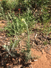 Hymenopappus flavescens